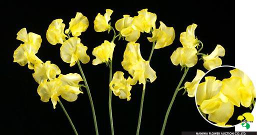 Lathyrus odoratus Yellow(dyed).jpg